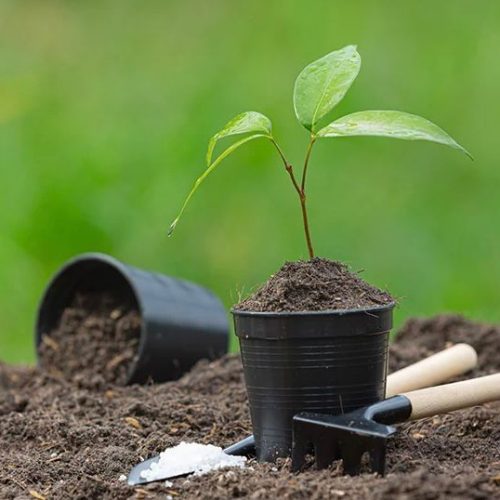 WhatsApp Image 2025-07-24 at 8.48.07 PM Tawbah Tree Planting Day