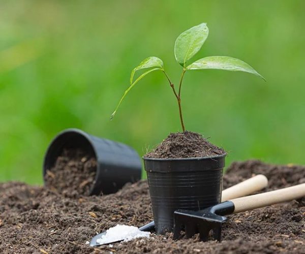 Tawbah Tree Planting Day